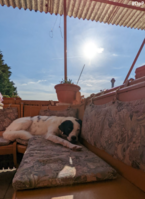 Probiers mal mit Gemütlichkeit NyuuiMia.png