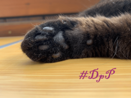 Flauschballen Yuffy.png.png