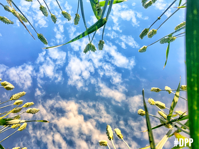 Datei:KoRn ThePug-Andi.png