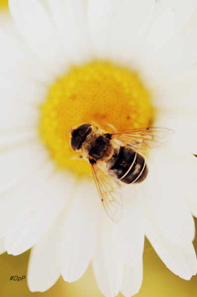 Datei:BienchenundBluemchen Doromar.png