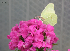 Zitronenfalter Dan100.png