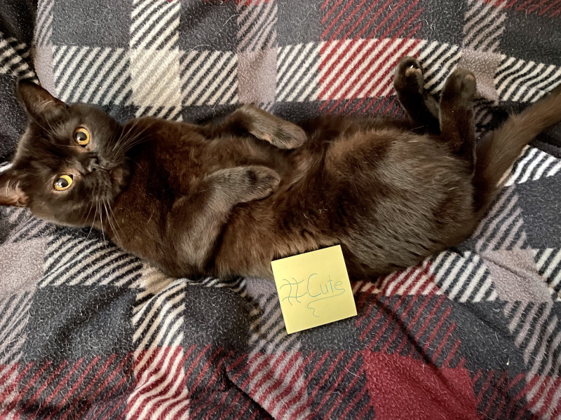 Datei:Chillige Flauschwolke Yuffy.png